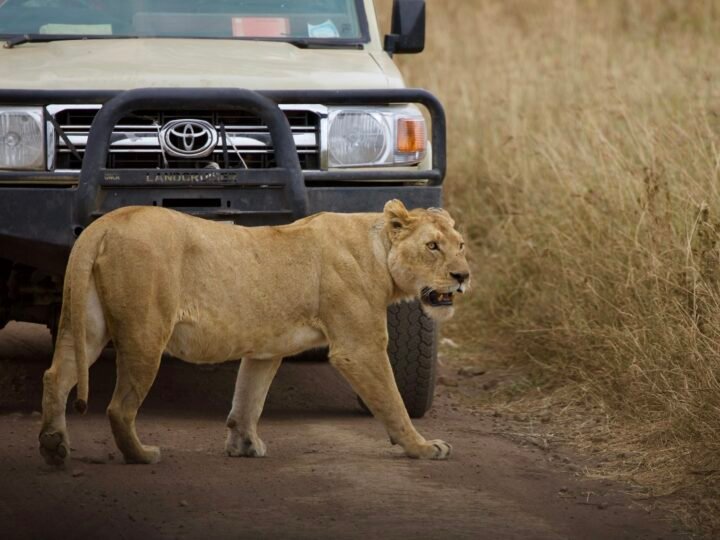 Is Tanzania Good for a First-Time Safari? An Honest Answer