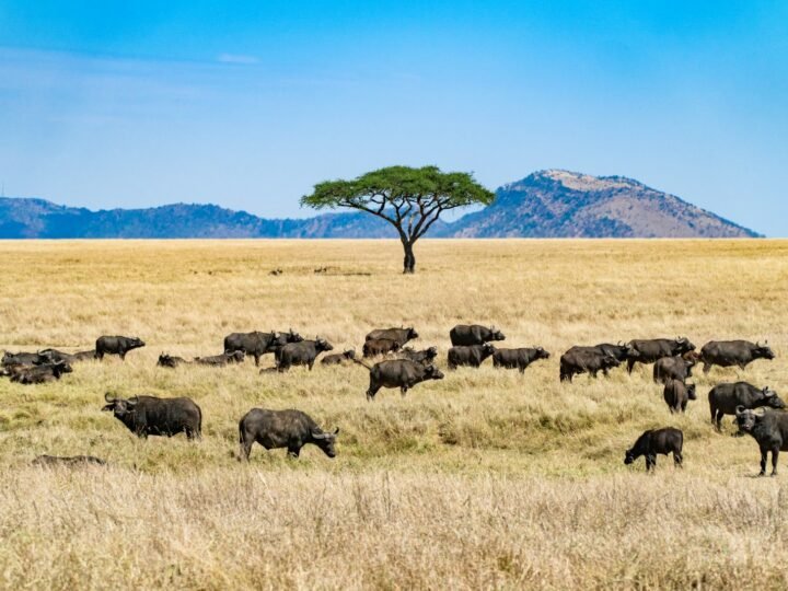 Tanzania Safari Cost Per Night: What It Really Works Out At
