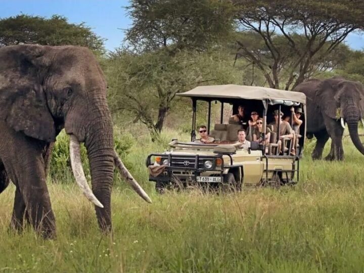 Elephants passing a safari vehicle on a Tanzania game drive