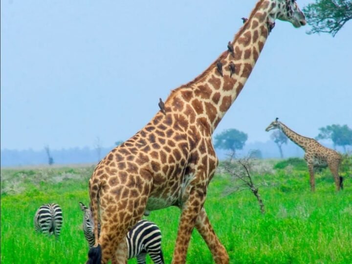 Giraffe and zebra grazing on the Tanzanian plains