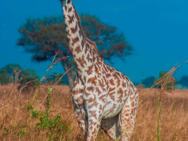 Giraffe standing on an open Tanzanian plain