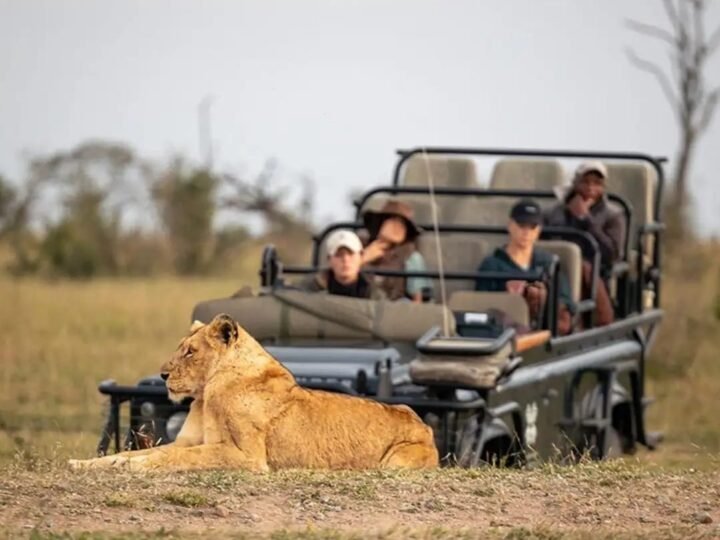 Lioness resting beside a safari vehicle on a Tanzania game drive