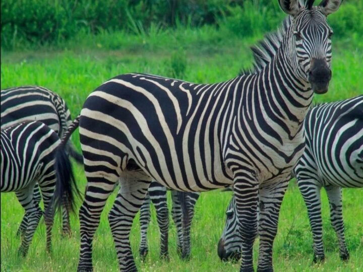 Zebra herd on the Tanzanian grasslands