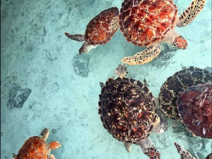 Feeding a sea turtle at the Nungwi turtle lagoon, Zanzibar