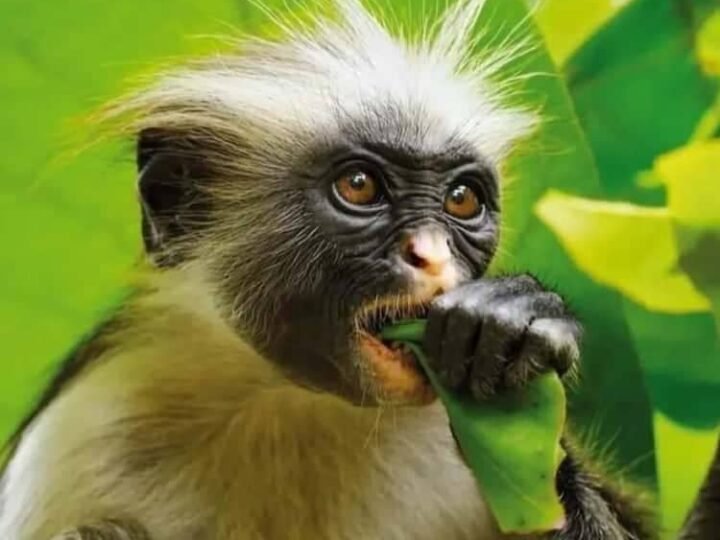 Zanzibar red colobus monkey feeding in Jozani Forest