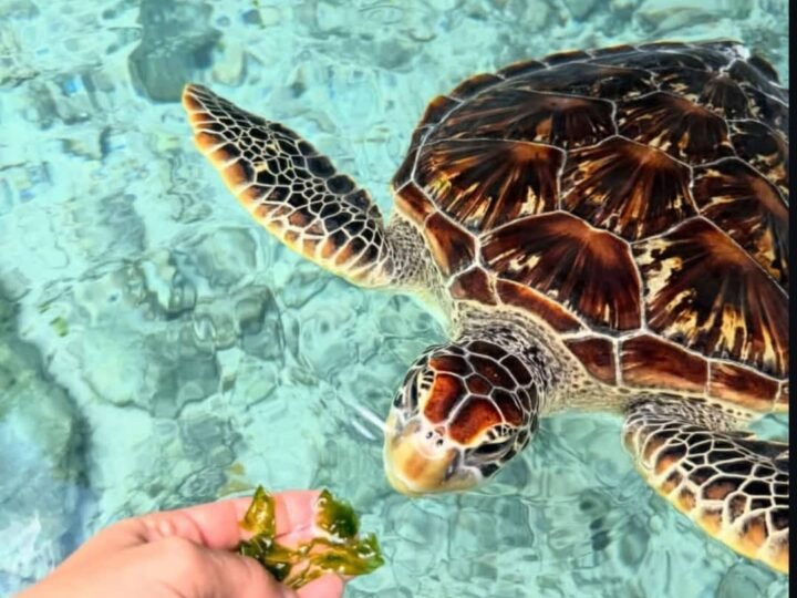Sea turtles in the natural tidal lagoon at Nungwi, Zanzibar
