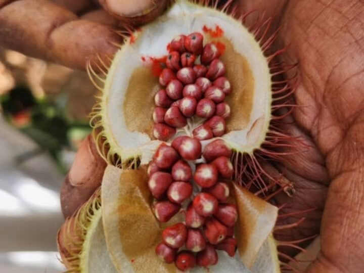 Annatto pod opened by hand on a Zanzibar spice farm