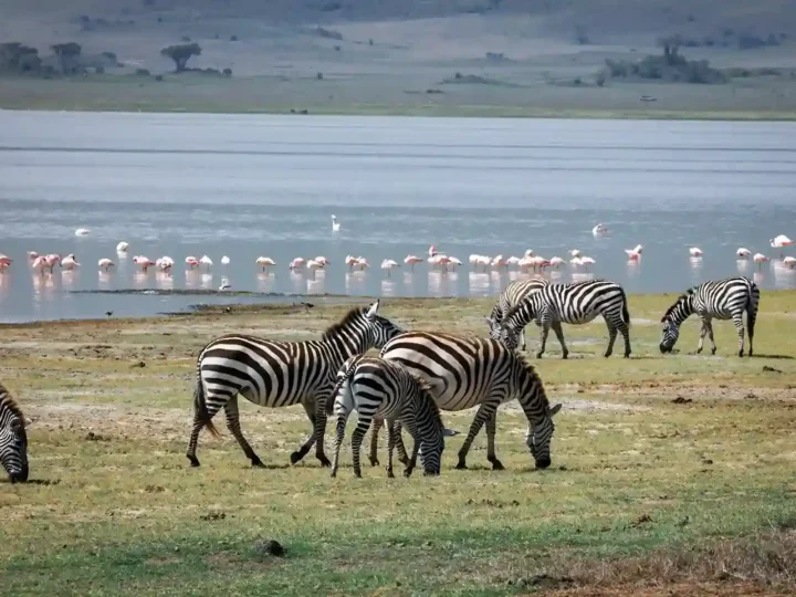 A herd of zebras grazing on the lakeshore with pink flamingos in the background at Lake Manyara National Park, Tanzania