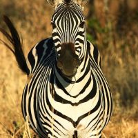 zebra safari in tanzania